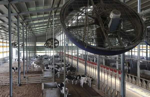 충남 홍성군 한 젖소 농가. [출처=연합뉴스]