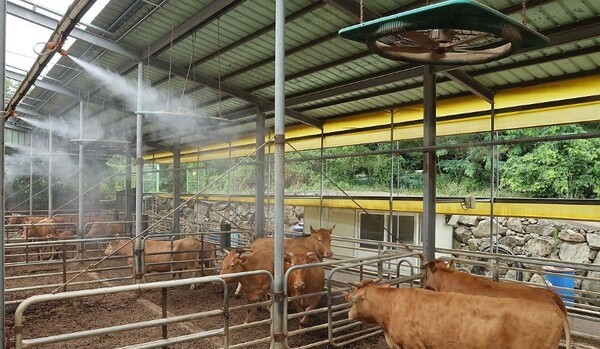 농식품부가 축산농가의 폭염피해를 예방하기 위해 현장점검에 나선다. [출처=연합뉴스]