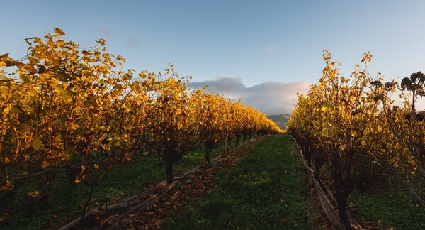 웨일본 베이 전경. [출처=세인트클레어 패밀리 에스테이트]
