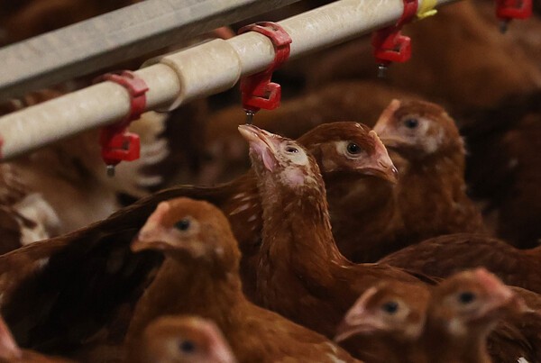 정부가 조류인플루엔자가 발생한 아르헨티나산 가금육과 가금 생산물의 국내 수입을 전면 금지했다. [출처=연합뉴스]