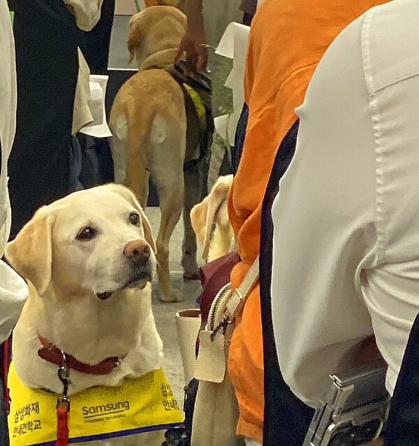 26일 삼성화재 안내견 사업 32주년 기념식에서 만난 한 안내견. 자신의 파트너를 조용히 응시하고 있다. [출처=EBN 김남희 기자 ]