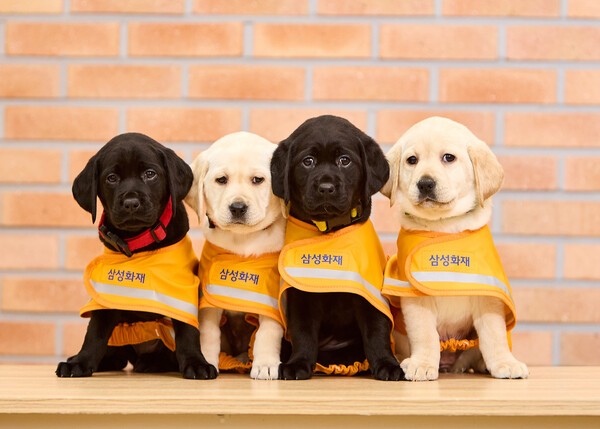 예비 안내견들의 모습 [출처=삼성화재 ]