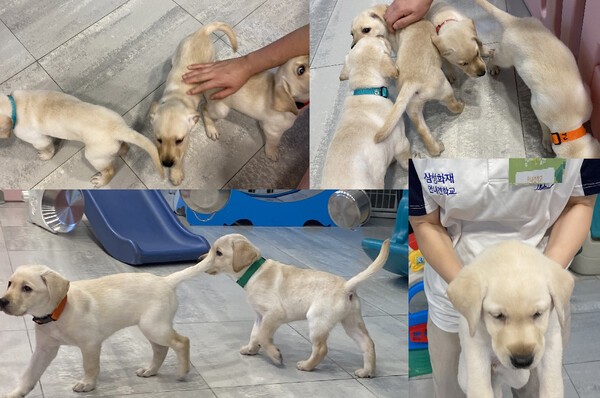 예비 안내견이 되기 위해 준비하는 강아지들 [출처=EBN 김남희 기자 ]