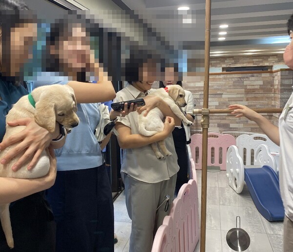기자들 품에 안긴 예비 안내견들. 총 5마리 강아지가  태어난지 8주가 되었다. [출처=EBN 김남희 기자 ]