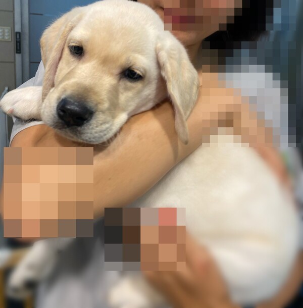 예비 안내견이 될 안내견학교 강아지 [출처=EBN 김남희 기자 ]