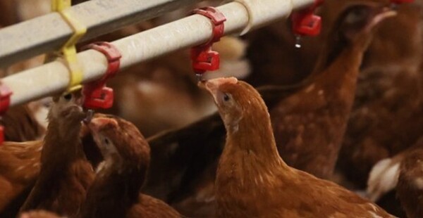 닭이 양계장에서 물을 먹고 있다. [출처=연합뉴스]