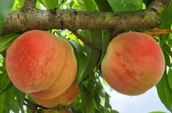 국산 복숭아 모습. [출처=연합뉴스]