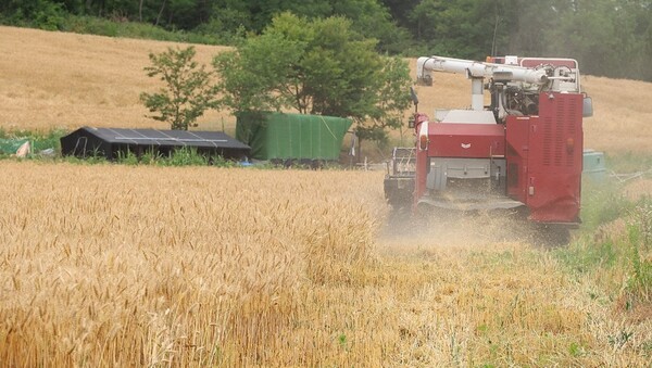 농촌진흥청 연구진은 밀짚에서 섬유소를 뽑아내 이를 미생물 발효에 필요한 당 성분으로 바꾸는 기술을 확보하며, 친환경 소재 원료로 활용할 수 있는 가능성을 입증했다. [출처=연합뉴스]