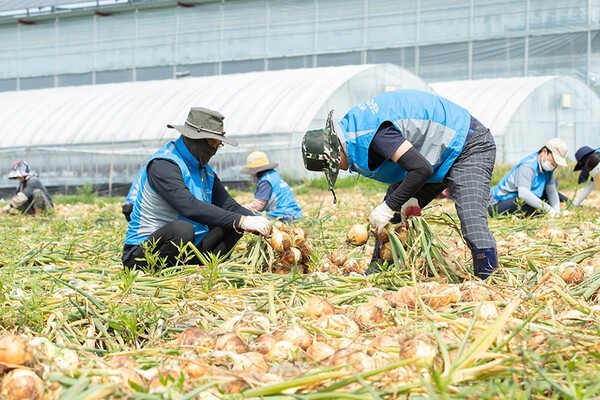 농림축산식품부가 본격적인 수확기를 맞아 외국인 근로자의 인권과 안전 관리 실태를 점검한다. [출처=농진청]