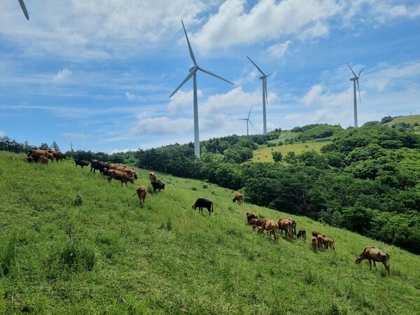 한국섹싱바이오텍은 충청대전생약농업협동조합과 협력해 대규모 축산·바이오 사업에 본격 착수한다. 경북 영양군 청정 고랭지 지역에 위치한 한국섹싱바이오텍의 삼의농장에서 칡소들이 풀을 뜯고 있다. [출처=한국섹싱바이오텍]