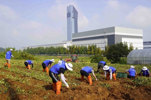 대한전선 임직원이 고구마 농가의 일손을 돕고 있다. [출처= 대한전선]