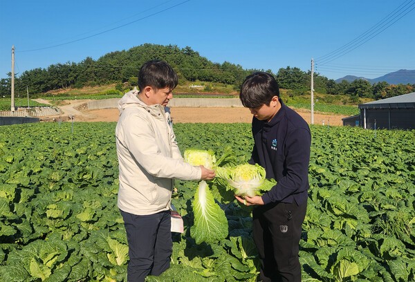 대아청과 관계자들이 지난 29일 전남 해남 배추 산지를 방문해 김장철 배추 작황을 점검하고 있다. [출처=호반그룹]