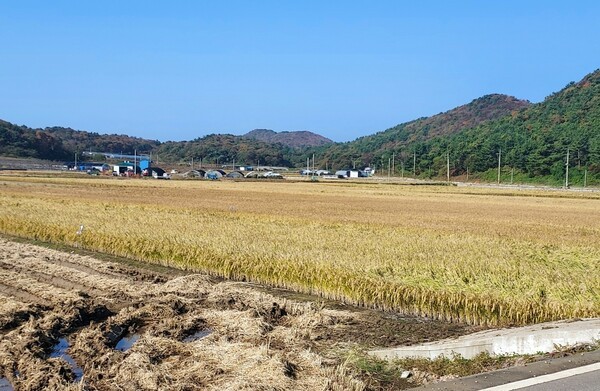 더불어민주당 주철현 국회의원(여수시갑)이 5일 농어민과 그 가족에게 월 30만원 이상의 지역화폐를 지급하는 '농어민기본소득법안'을 대표발의했다고 밝혔다. 사진은 가을 수확 중인 인천 옹진구 백령도의 한 농토 전경. [출처=이비엔]