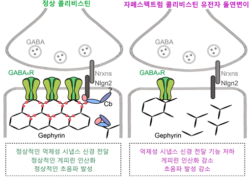 억제성 시냅스 조직에서 콜리비스틴의 분자적 역할 모식도 [출처=대구경북과학기술원]