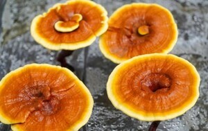 thumbnail - 초콜릿이 수면제 될까…'기능성 간식' 시장의 실험