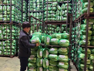 thumbnail - 저장배추 9% 줄었다…올해 배추값 전망은 '의외'